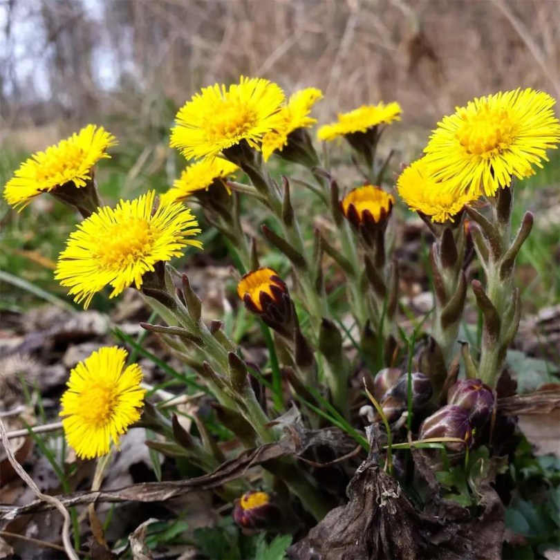 Martilapu - Tussilago farfara, Tussilago farfara, etnobotanika